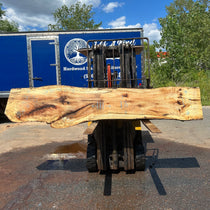 Black Oak 